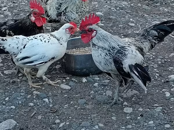 Japanese Bantam — Azerbaijan