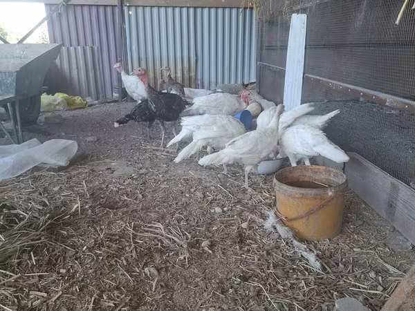 Slovenian Silver Hen