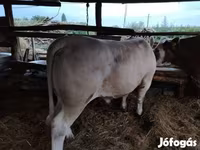 Букачар, Шароле — сүрөт 1