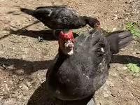Australian Pit Game fowl — photo 4