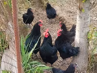 Australorp — photo 1