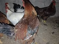 Chickens — الصورة 5