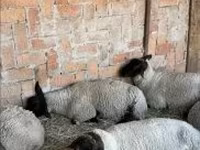 Ovce, White Suffolk sheep — foto 1