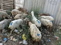 Qoç, Qoyunlar — foto 1