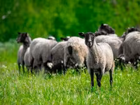 Qoç, Romanov sheep — foto 4