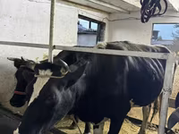 Vaca, Russian Black pied cattle — foto 3