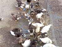 Ducks — photo 6
