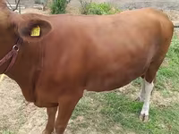Cow, Simmental cattle — photo 1