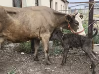 Krava, Simmental cattle — foto 2