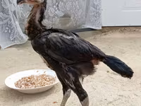 Chickens — Foto 8