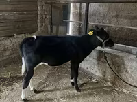 Qoramol (partiya, jinsi ko‘rsatilmagan), Russian Black pied cattle — 7-rasm