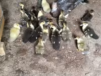 Ducks — الصورة 2