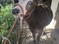 Vaca, Swiss cattle — foto 7