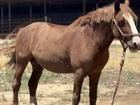 Koń, Kazakh horse — zdjęcie 1