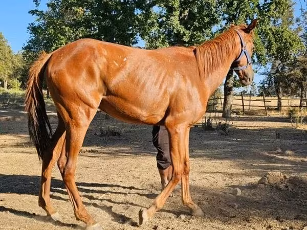 Кобила, Arabian horse