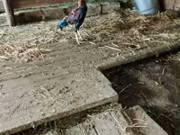Chickens — photo 2