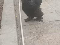 Brahma — photo 1
