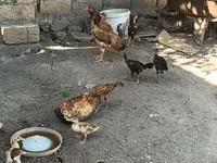 Chickens — photo 5