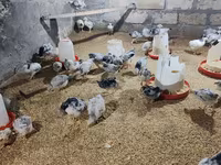 Chickens — الصورة 5