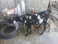 Keçi, Beetal goats — foto 8