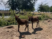 At, Atlar — foto 2