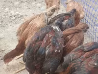 Chickens — photo 3