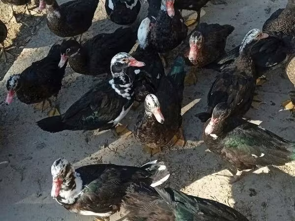 Өрдөктөр