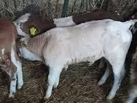 सांड, Simmental cattle — फ़ोटो 3