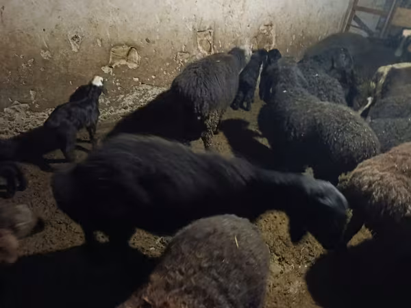 母羊, Sheep