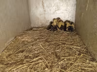 Ducks — 照片 1