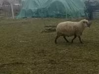Qoʻchqor, Shroshire sheep — 3-rasm