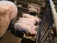Säue, Schweine — Foto 2