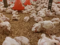 Chickens — foto 7