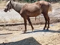 Horses (batch, sex not specified), Horses — photo 1