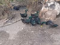 Kayıqa — foto 2