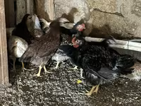 Chickens — foto 2