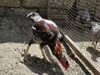 Chickens — photo 1
