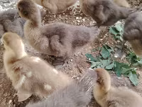 Ducks — फ़ोटो 3