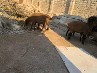 Sheep, Sheep — photo 8
