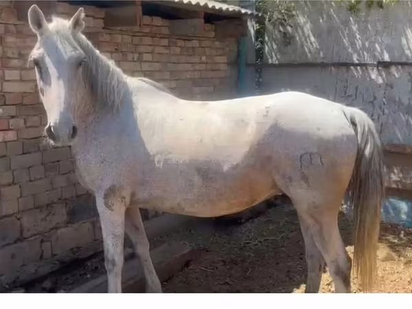 Mare, Kazakh horse
