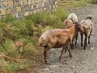 भेड़, भेड़ — फ़ोटो 3