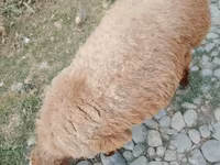 Sheep (batch, sex not specified), Arashan sheep — photo 2