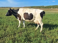 Kuh, Simmental cattle — Foto 2
