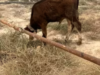 Bull, Cattle — photo 2