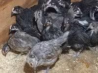Australorp — Foto 1