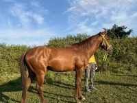 At, Akhal-Teke — foto 4