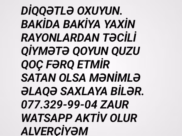 Qoyunlar (partiya, cinsi göstərilməyib), Qoyunlar