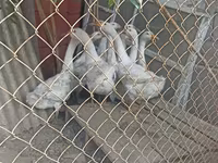 Chickens — zdjęcie 2