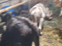 Bull, Cattle — photo 5