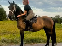 Horse (M), Horses — photo 2